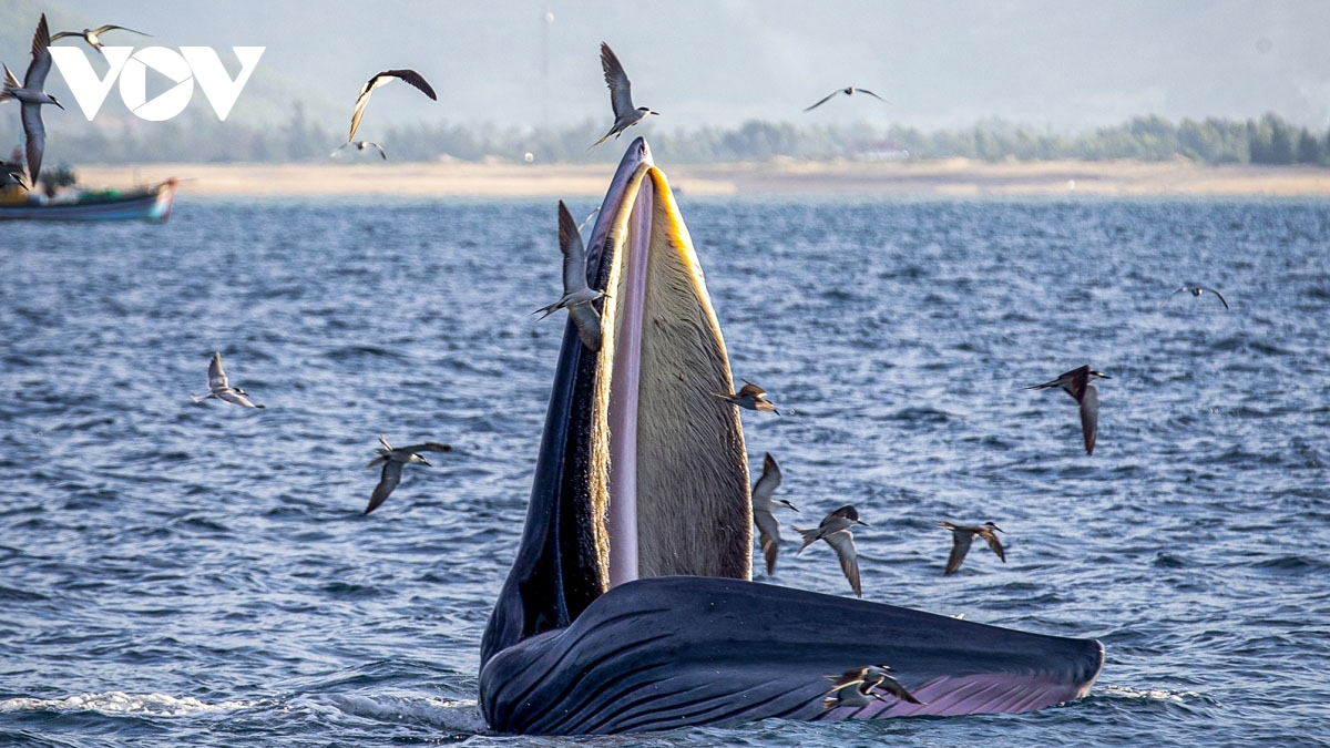 Blue whales spotted off south-central Vietnamese coast